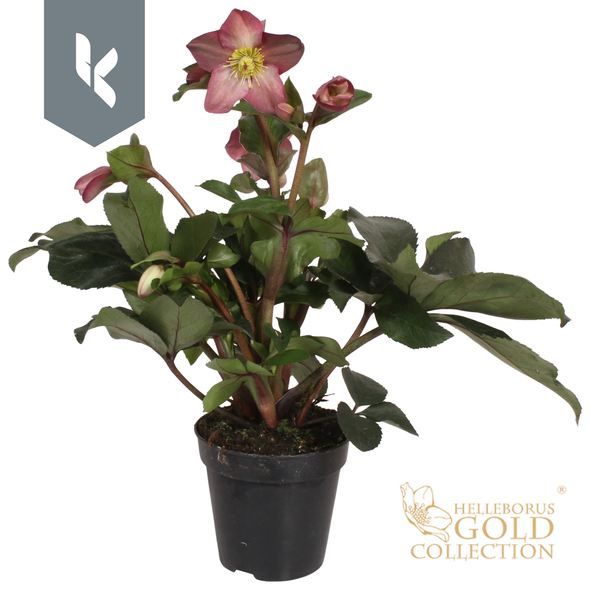 Picture of HGC Helleborus Ice N Roses Pink P13 GOLD-COLLECTION