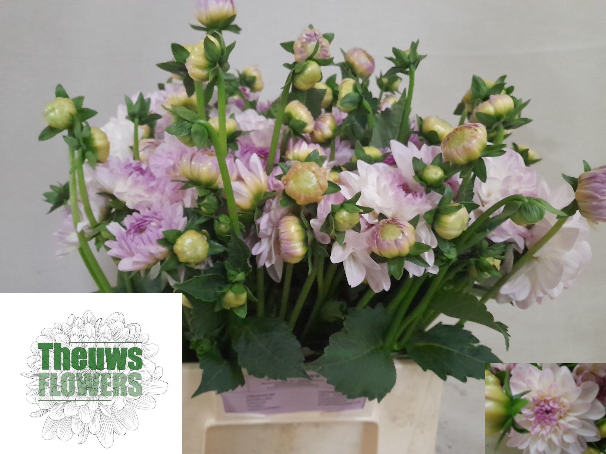 Dahlia Eveline 50cm