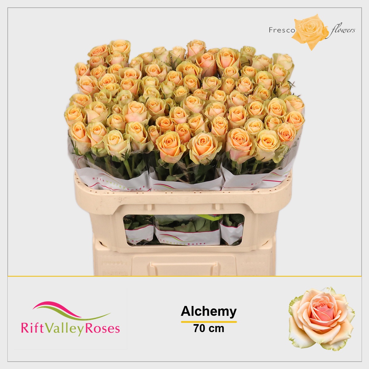 Rosa Alchemy 70cm