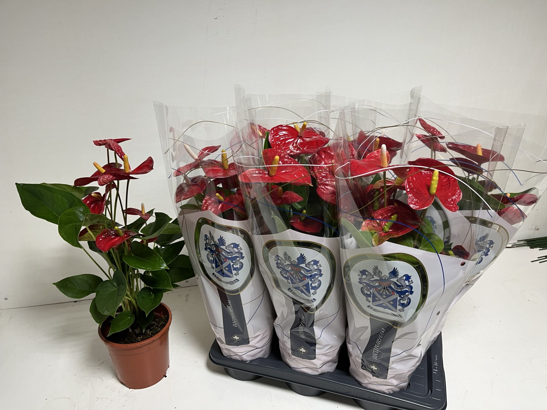 Anthu A Jambo Red 17P 60H