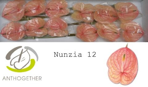Anth A Nunzia
