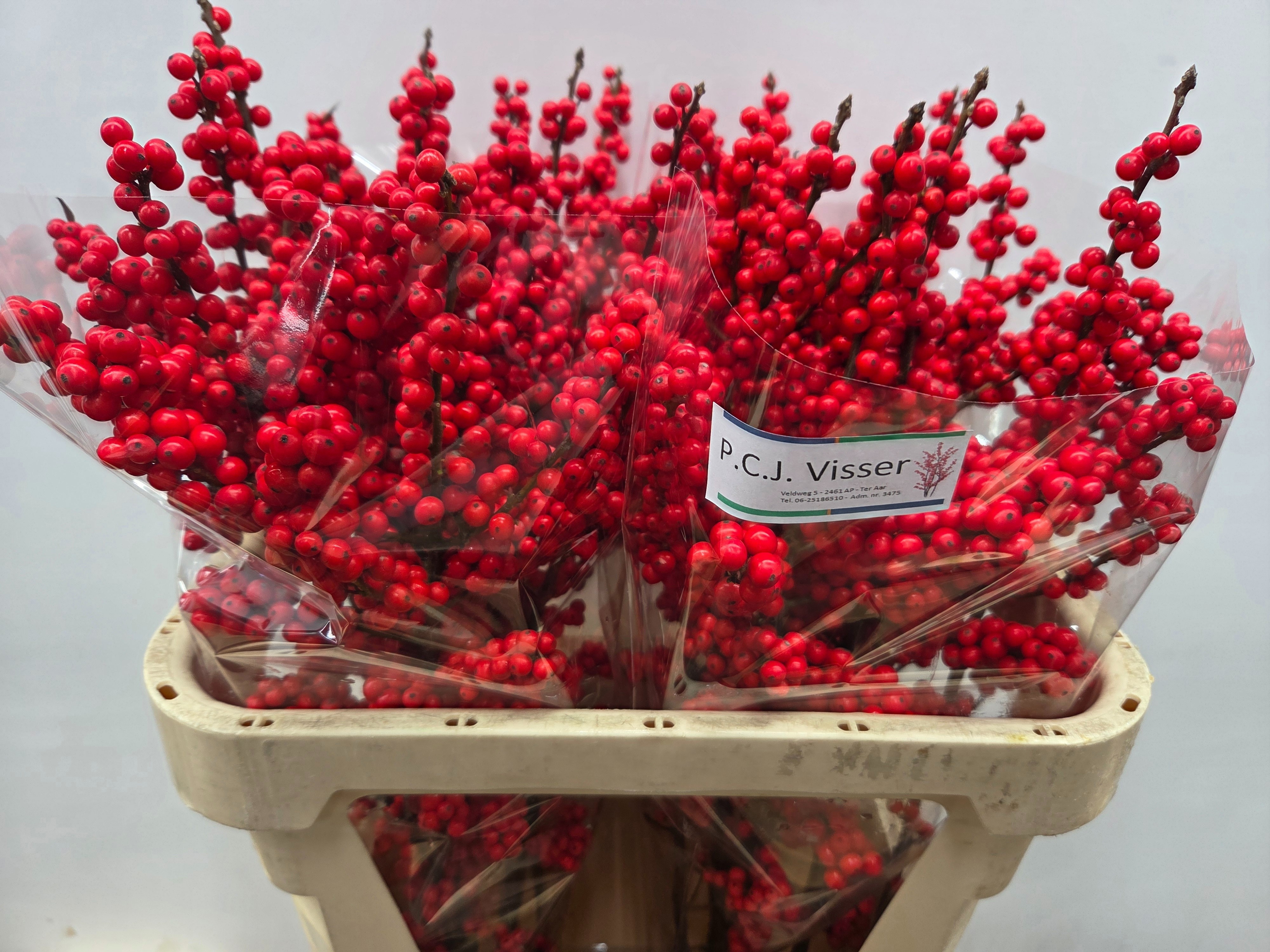 Ilex Verticlilata 80cm