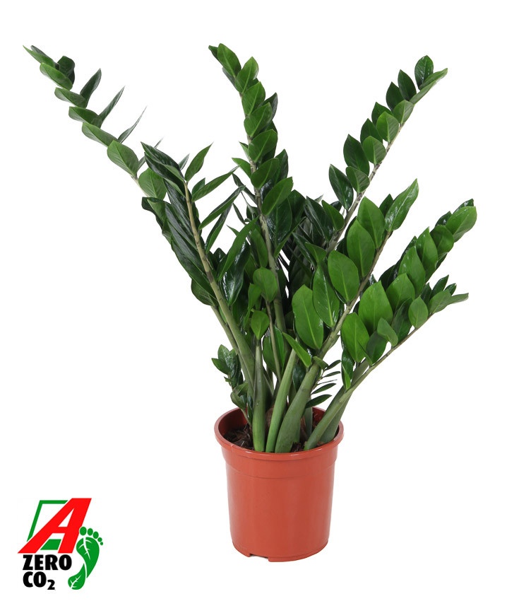 Zamioculcas zamiifolia