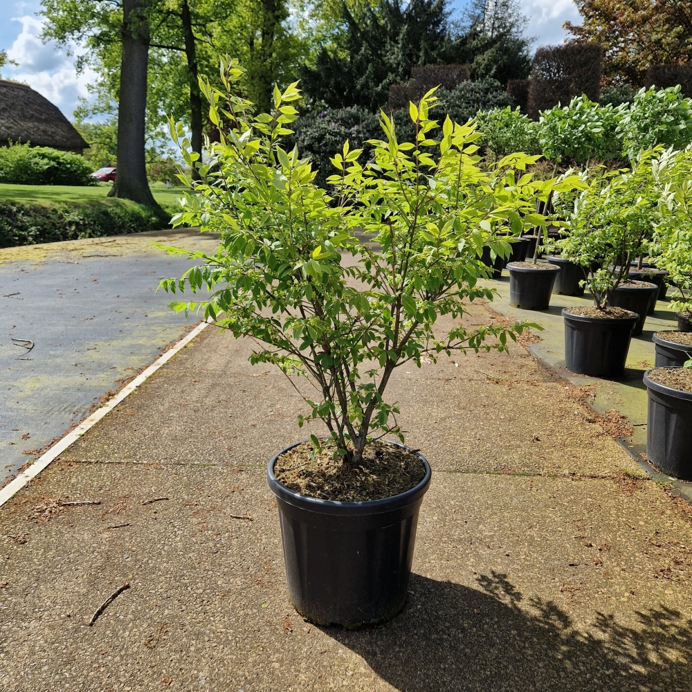 Picture of Euonymus alatus Compactus C20 60/+ (LOOSE)