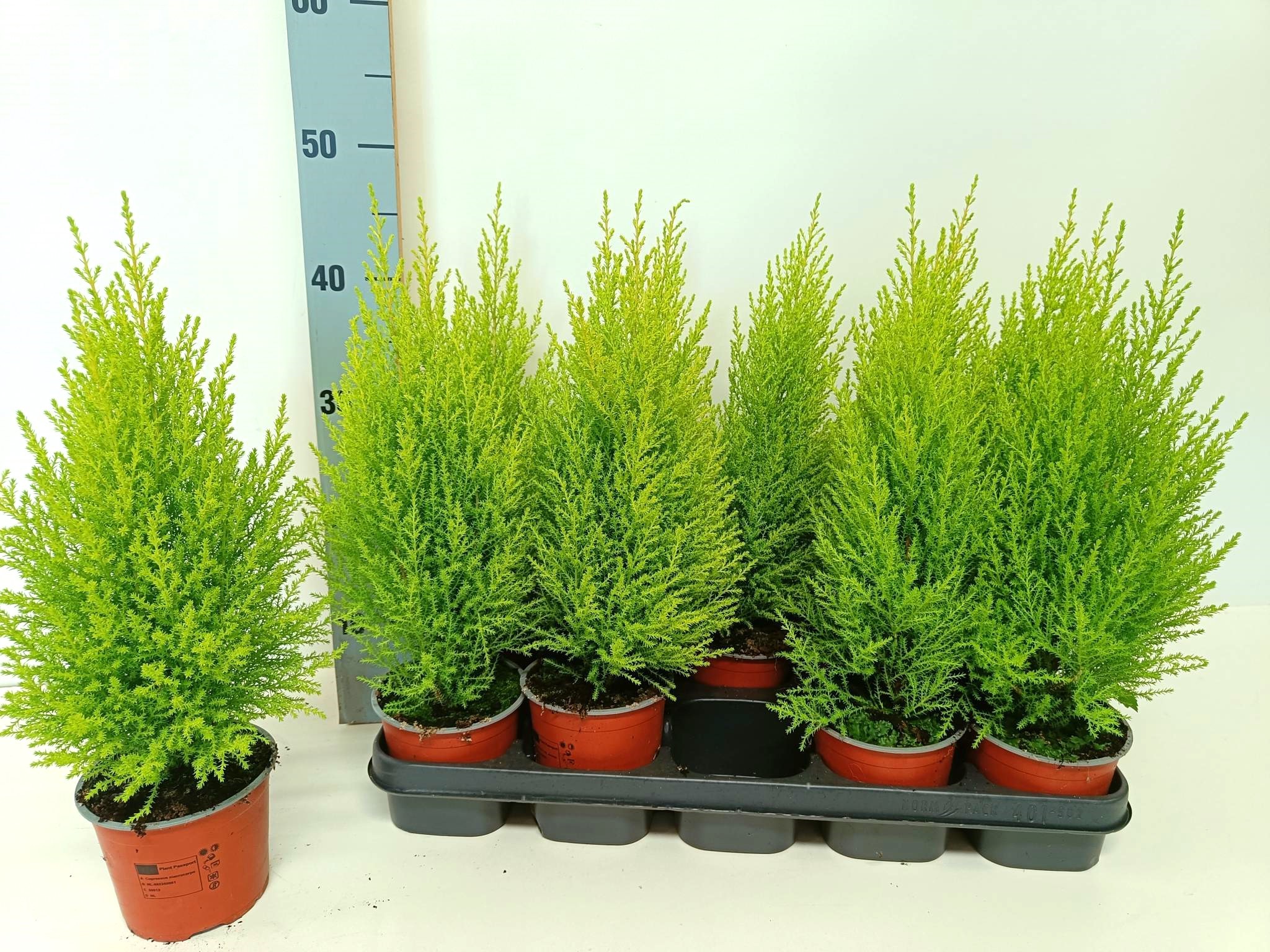 Picture of Cupressus Goldcrest Wilma "p12 piramide"