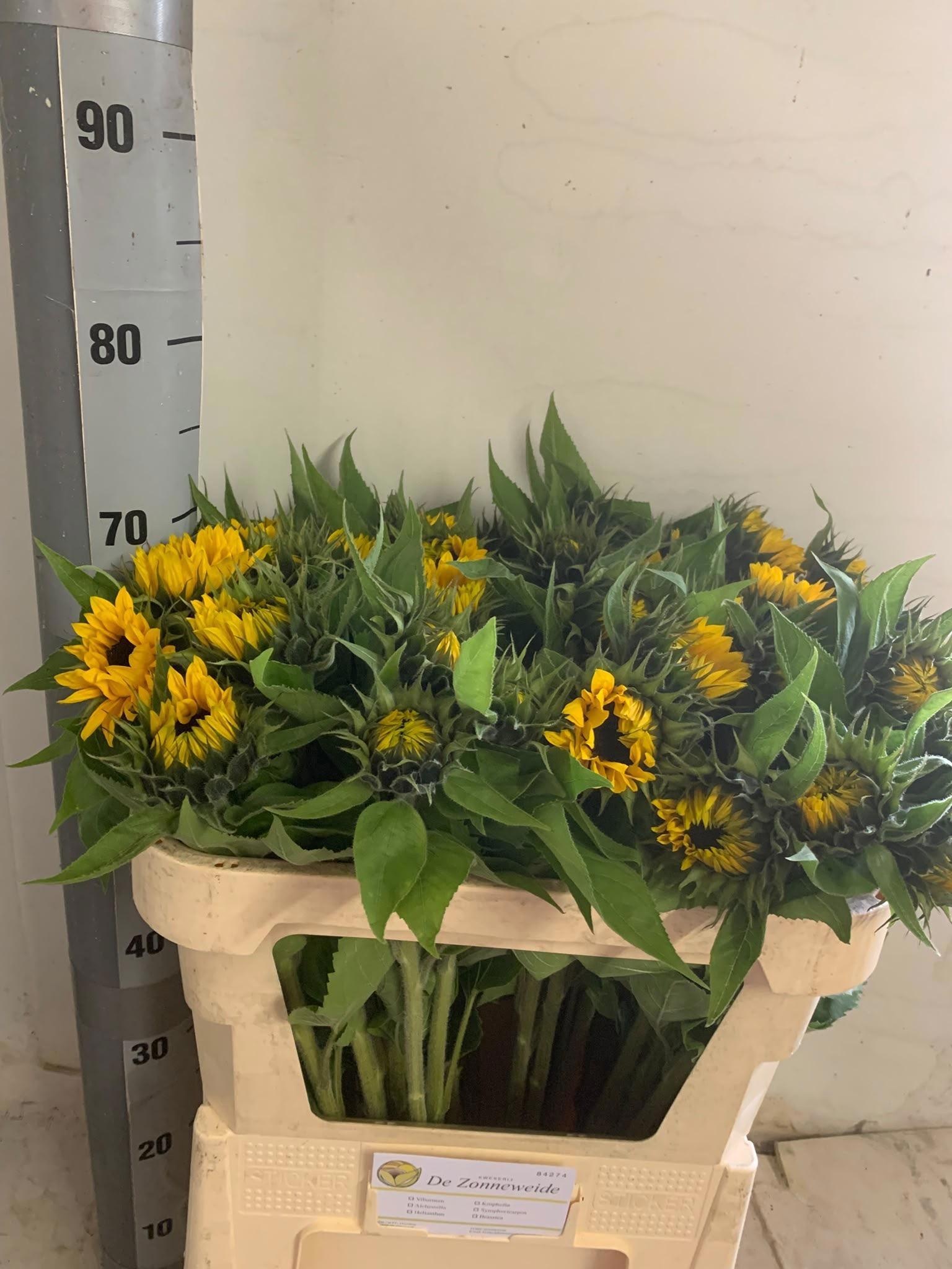 Helianthus Sunrich Or 70cm 9Ø