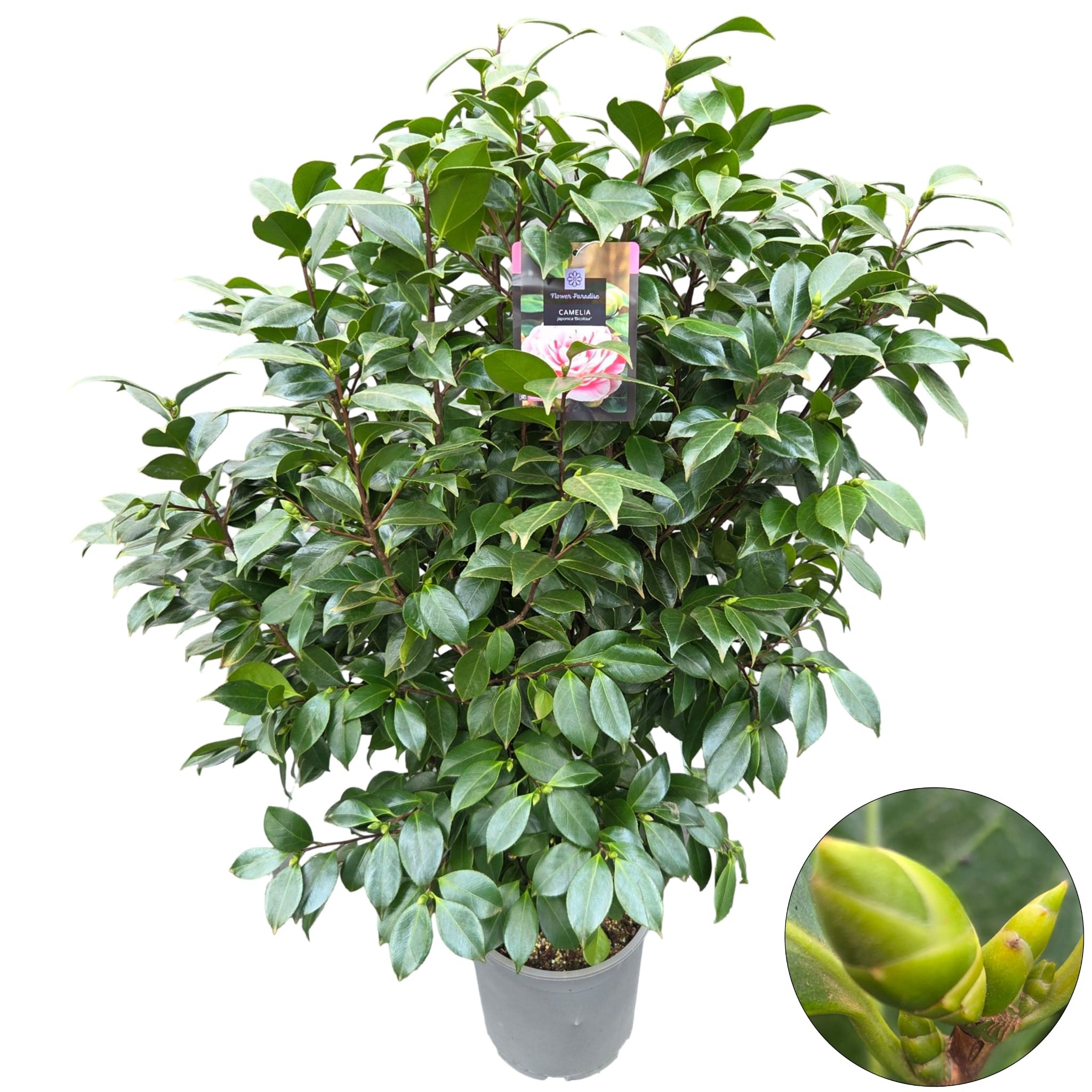 Camellia jap. 'Bicolour'