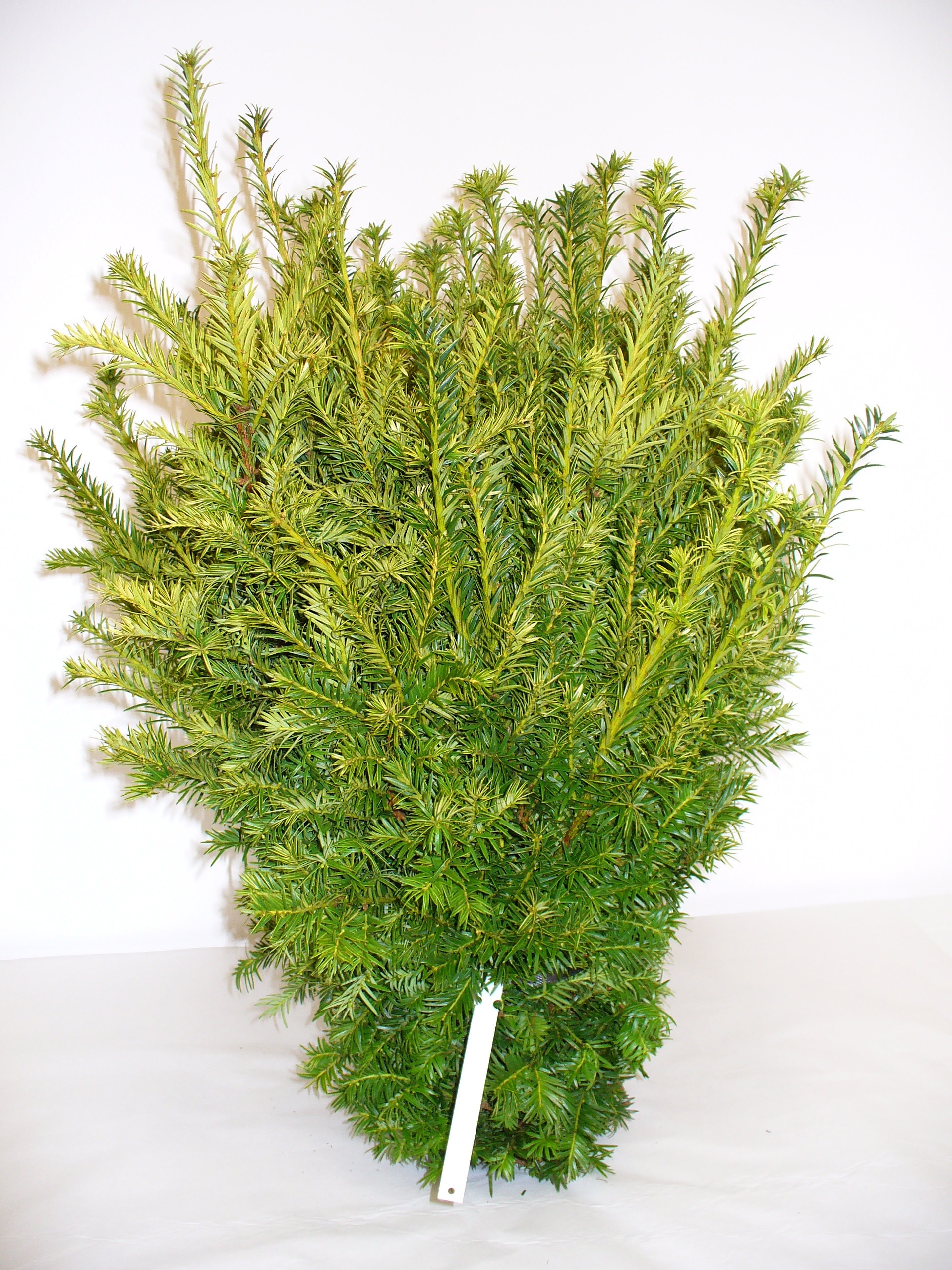Taxus B Semperaur Kg 60cm 984gram