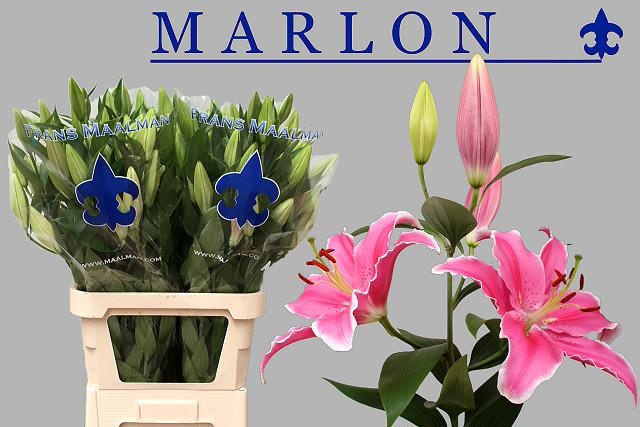 Lilium Or Marlon 90cm 5/7bl