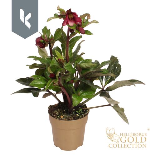 HGC Helleborus Ice N Roses Red Romace in goud P15 KH