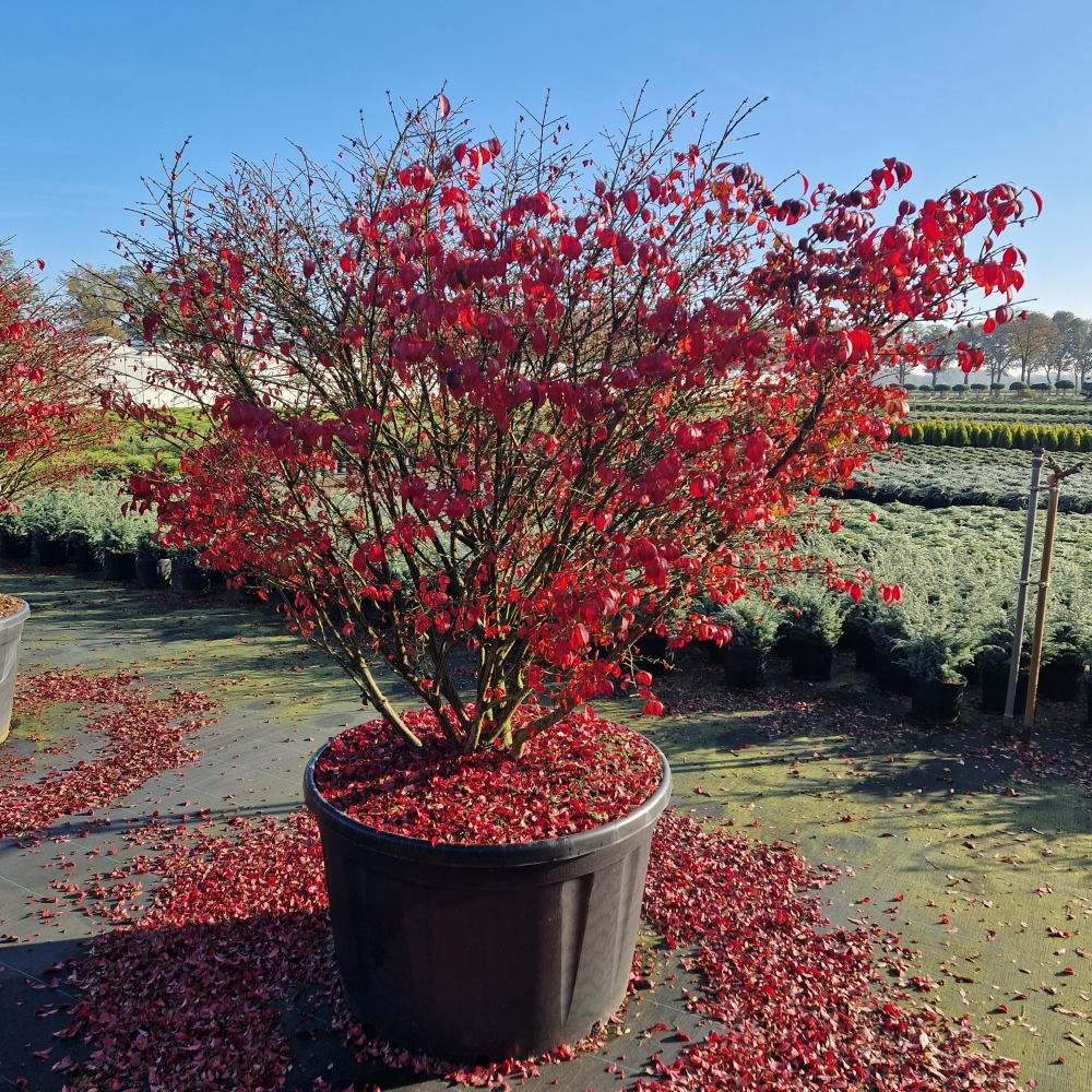 Picture of Euonymus alatus Compactus C290 160/+ (LOOSE)