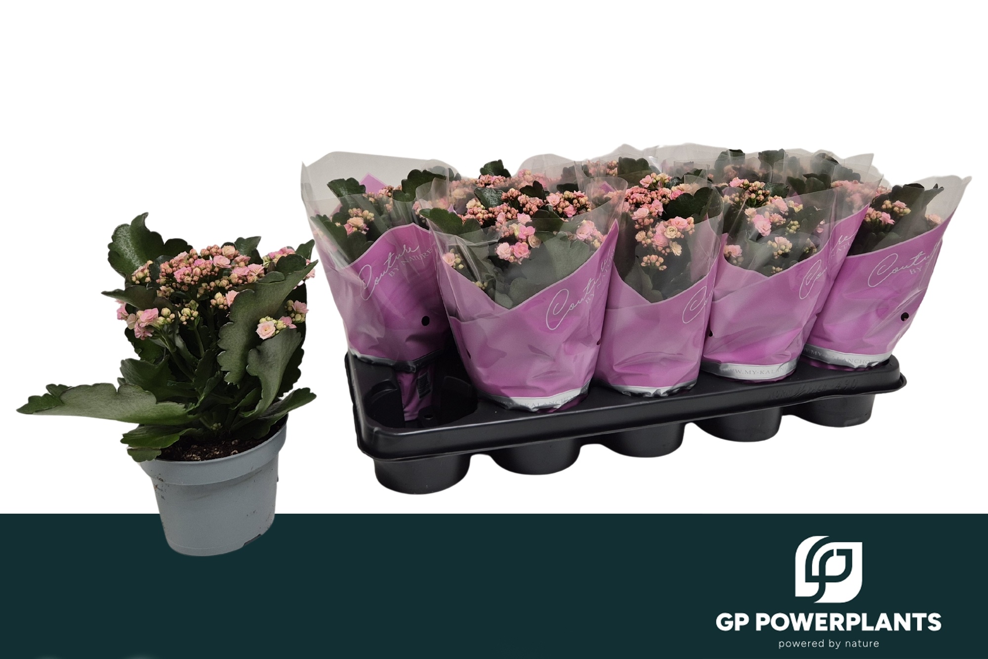 Kalan B Ge Perf Pink 12Ø 25cm