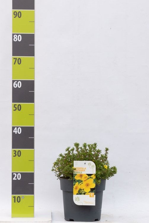 Potentilla 'Kobold'