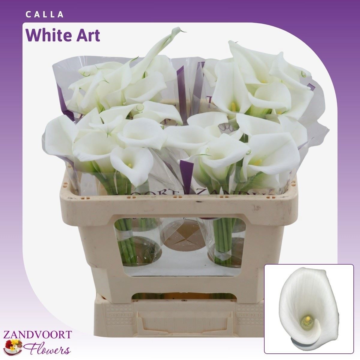 Calla White Art 50cm
