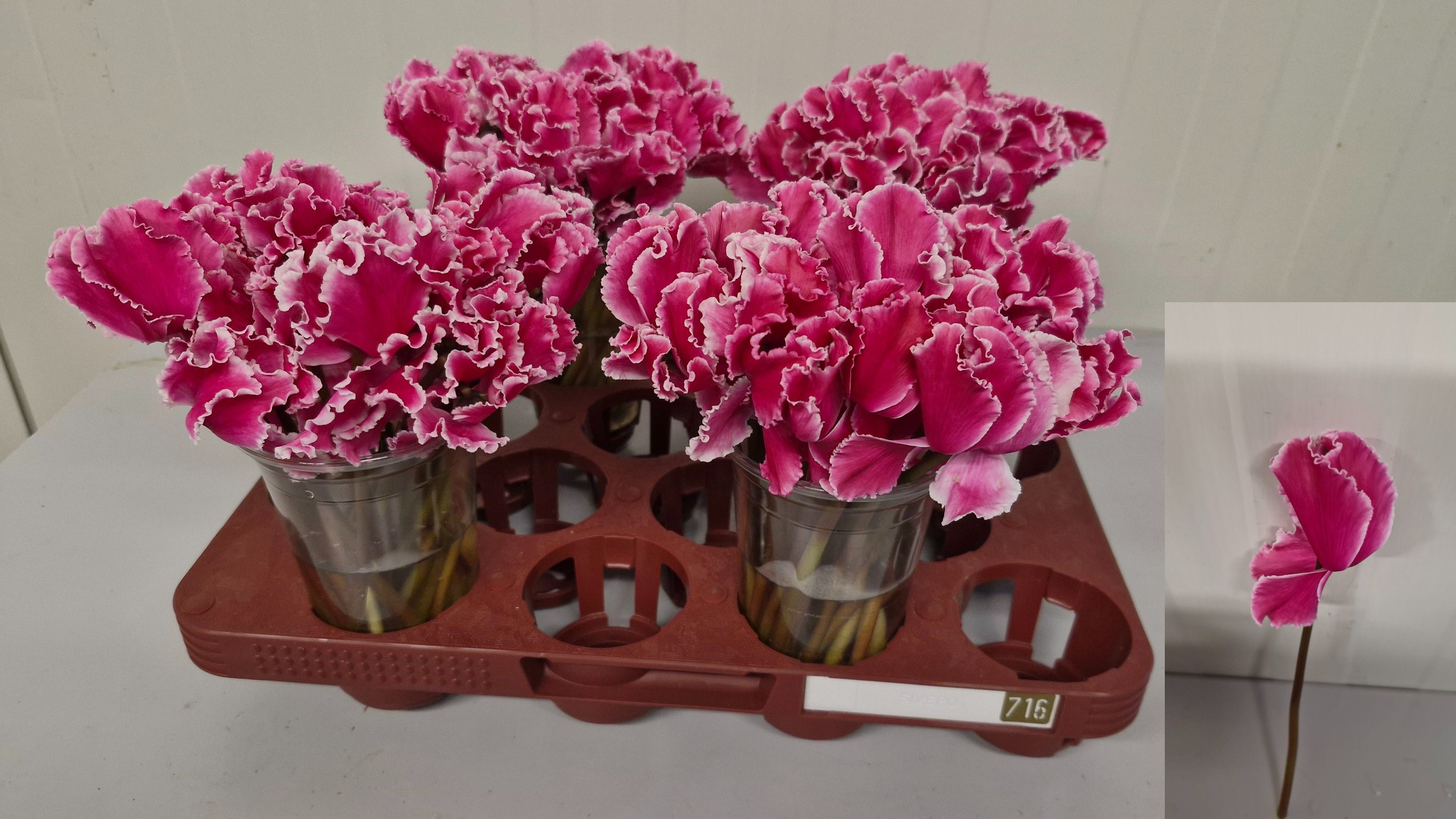 Cyclamen Light Pink 20cm
