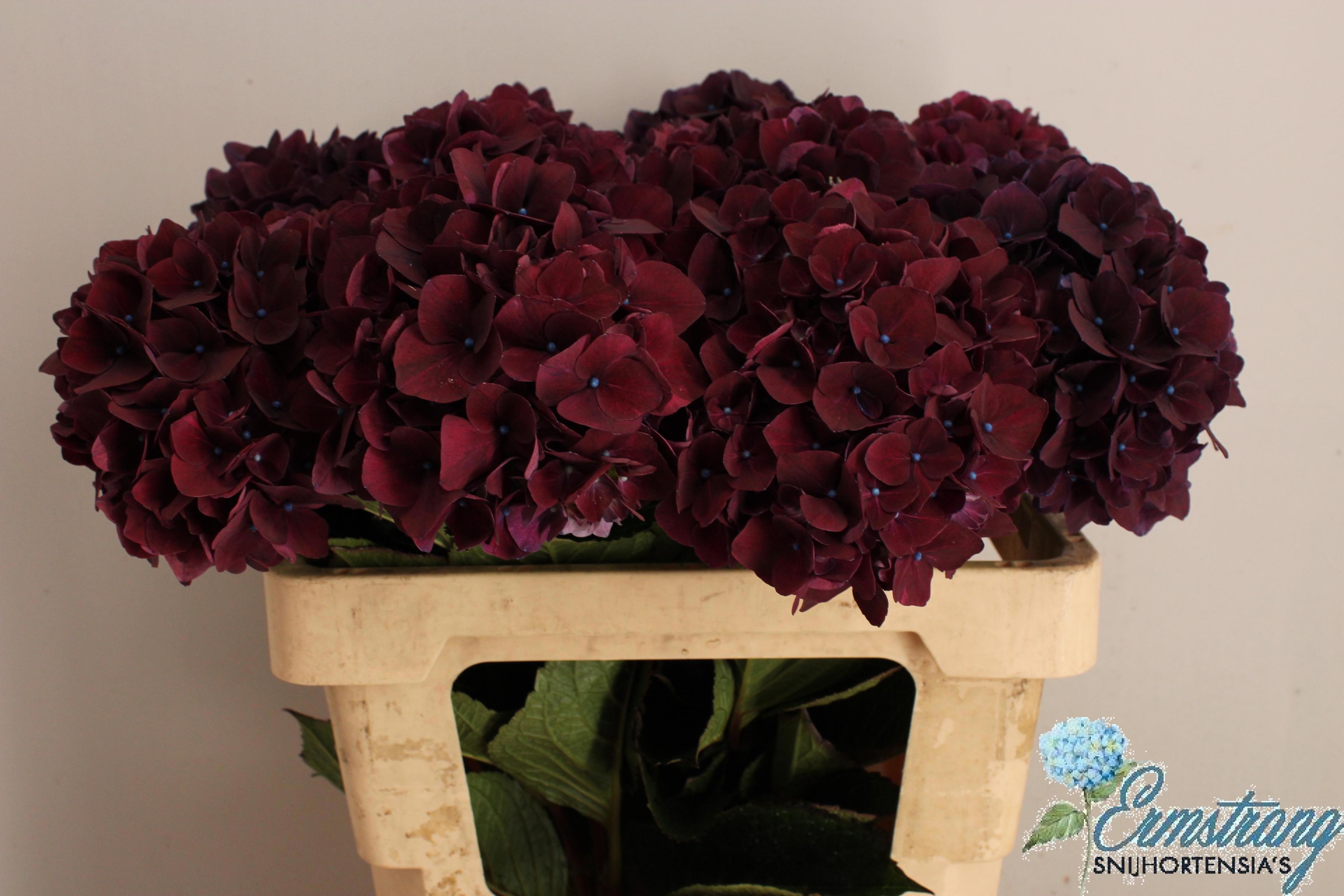 Hydrangea Ruby Red Purple 60cm 16Ø