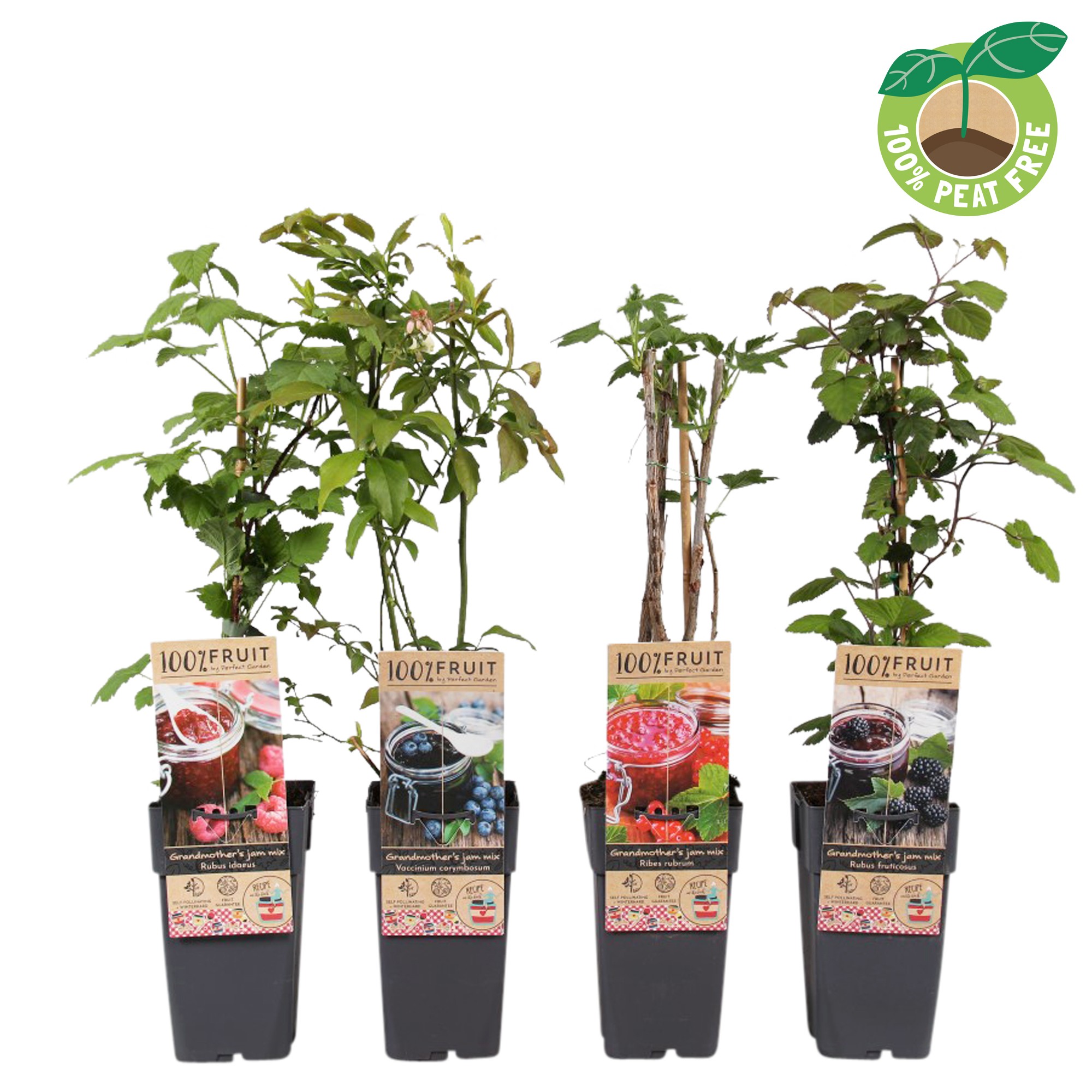 Picture of Jam theme fruitplants in varieties P15 (2 Ltr/high)