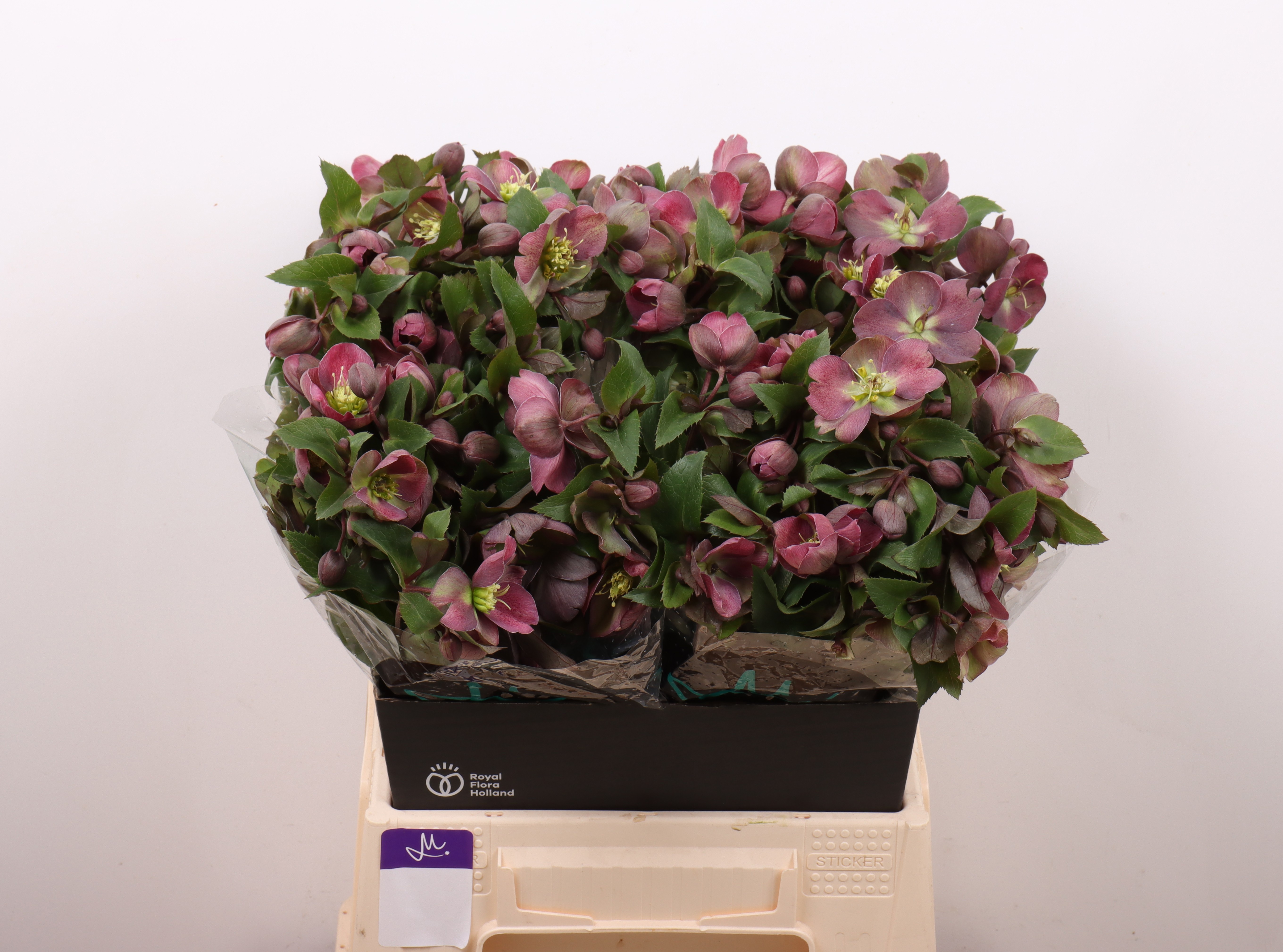 Hell Classic Grace 45cm