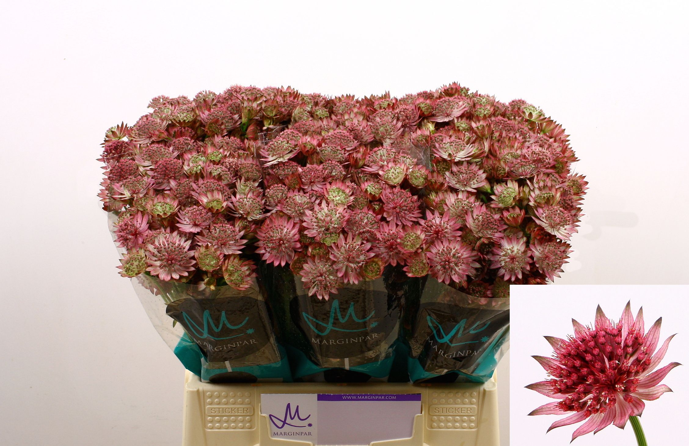 Astrantia Major Roma 40cm