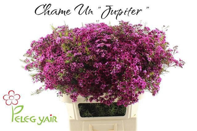 Chamelaucium Jupiter 80cm 90gram