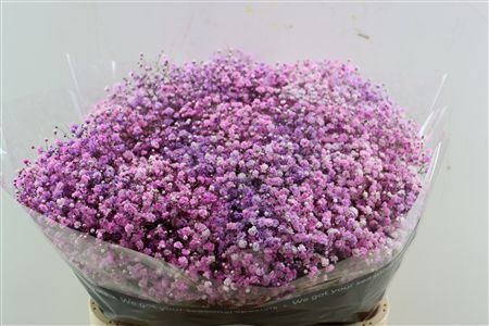 Gypsophila Painted 80cm 40gram
