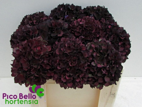 Hydrangea Ruby Choco 50cm 16Ø