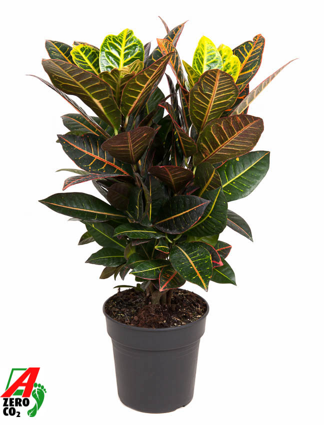 Picture of Codiaeum Petra branched P21 70CM