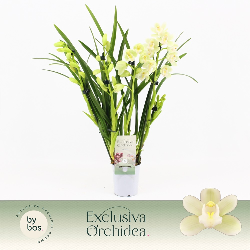 Picture of Cymbidium hybrid Ice Dance 3/4-Spikes Exclusiva Orchidea P9 P9 40CM