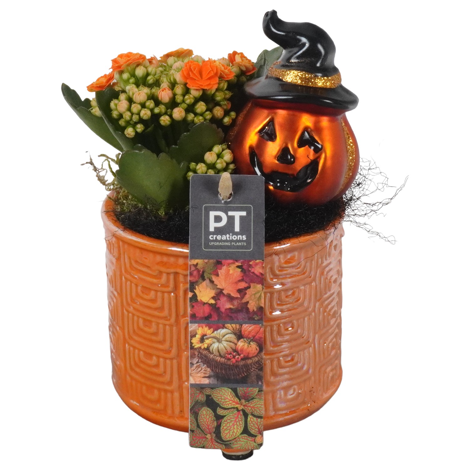 Picture of PTHL1914 Arrangement Halloween in ceramic pot P11 20CM