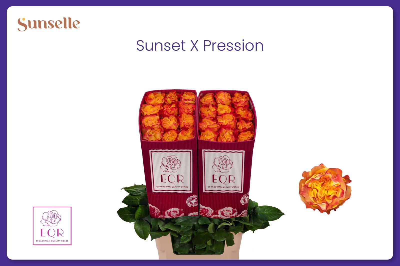 Rosa Suns X-pression 60cm
