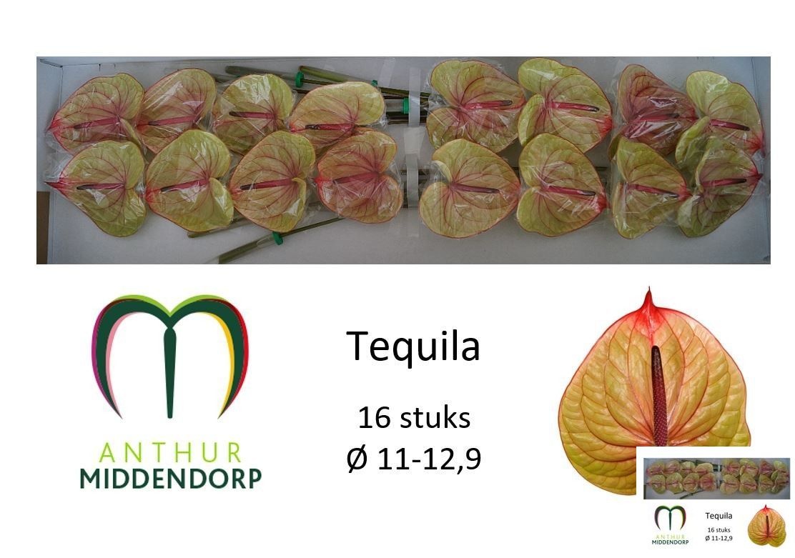 Anthurium Tequila 11Ø