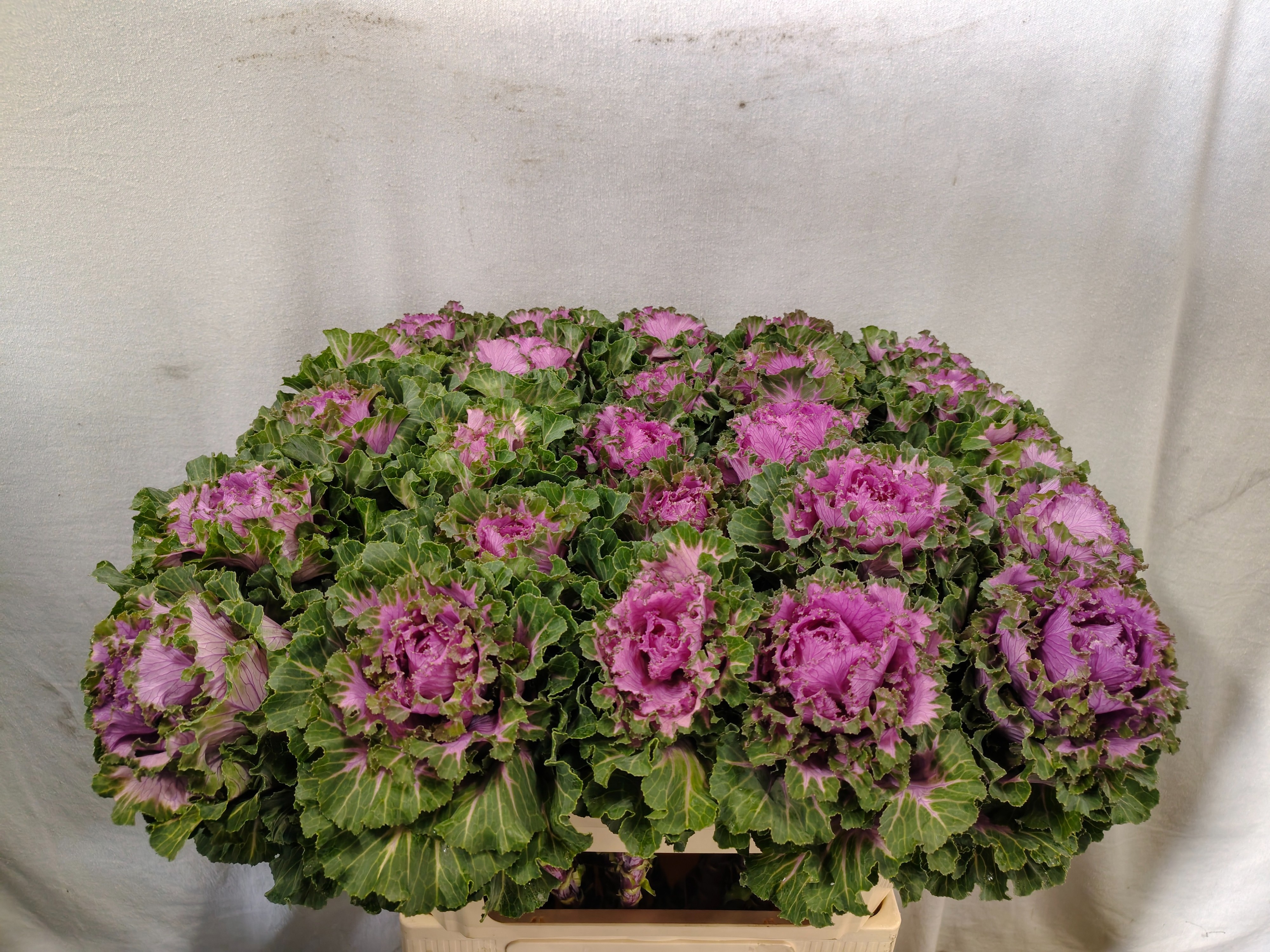 Brassica Bogdana 70cm