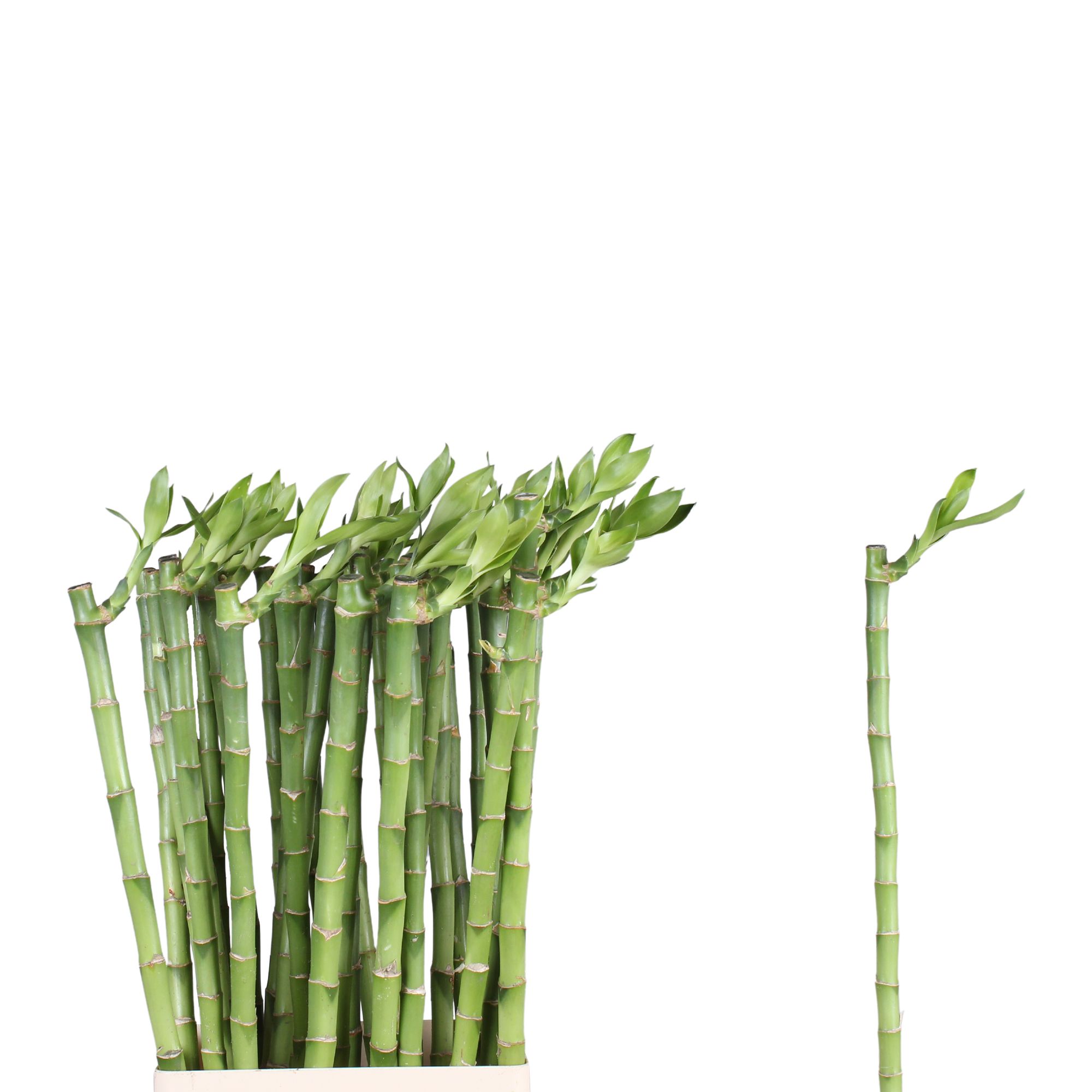 Drac S Lucky Bamboo