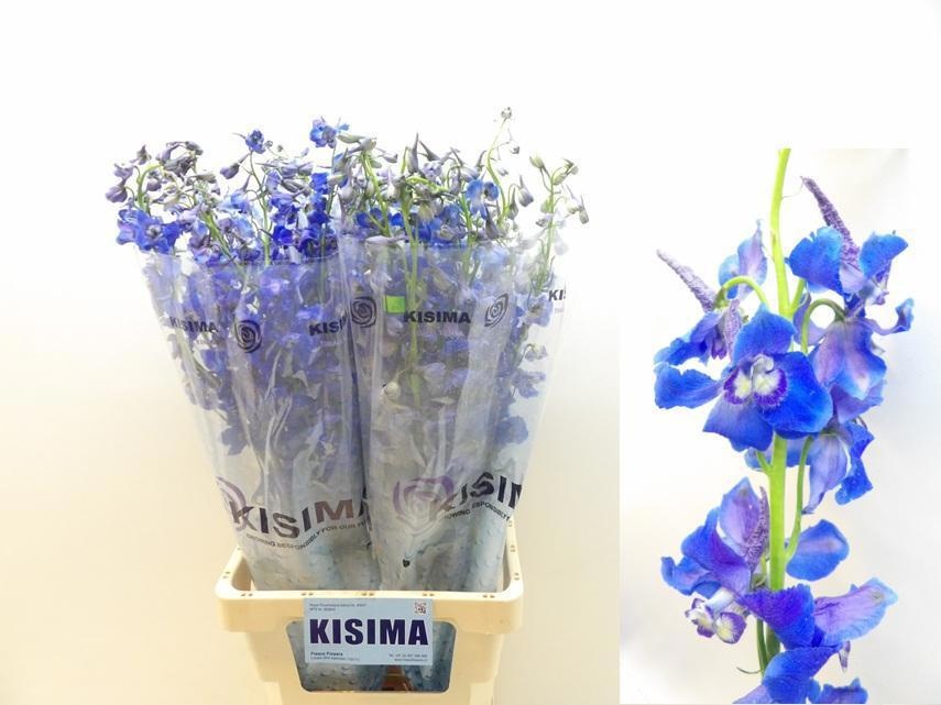 Delphinium Single Sea Waltz 80cm