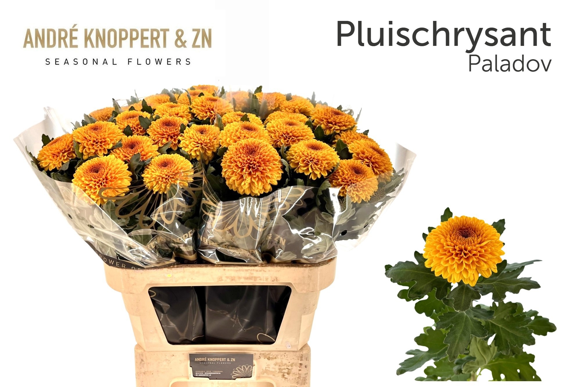 Chrys Single Paladov 80cm 105gram