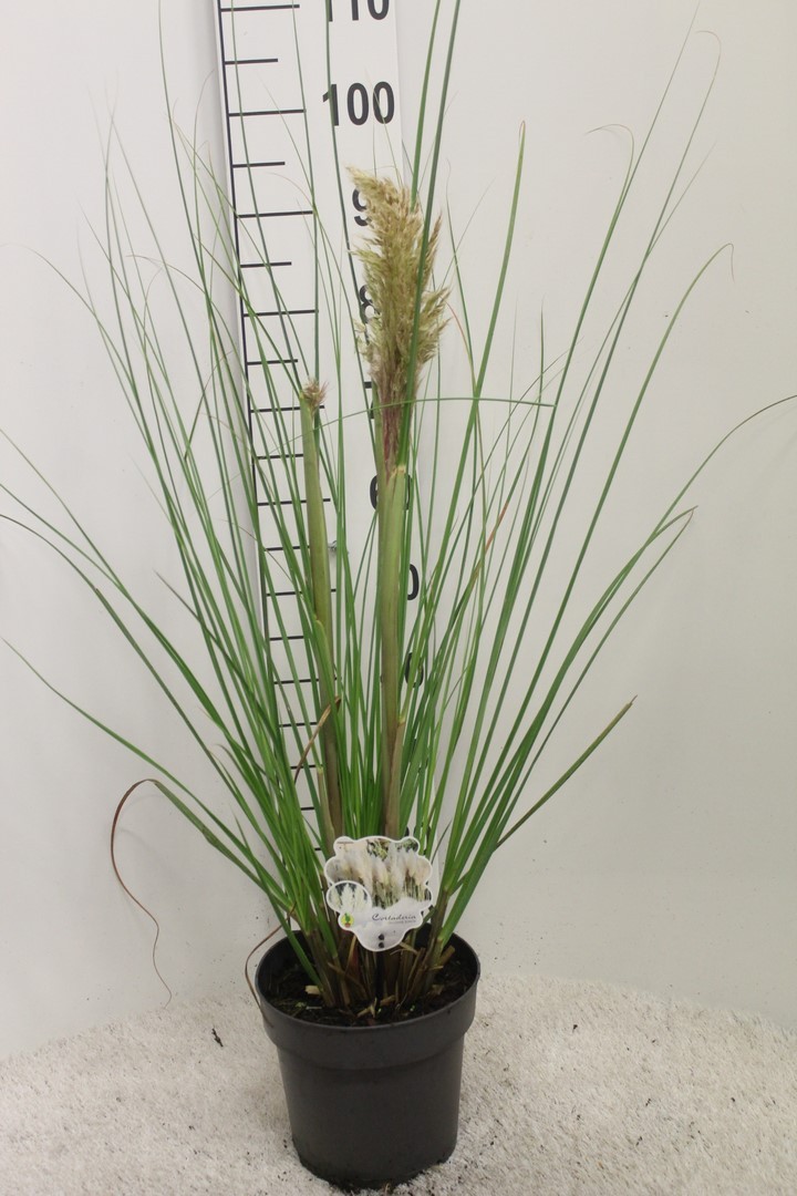 Picture of Cortaderia sell. Junior P23 (5 Ltr)