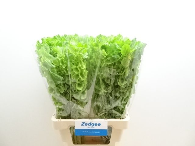 Moluccella Stuk