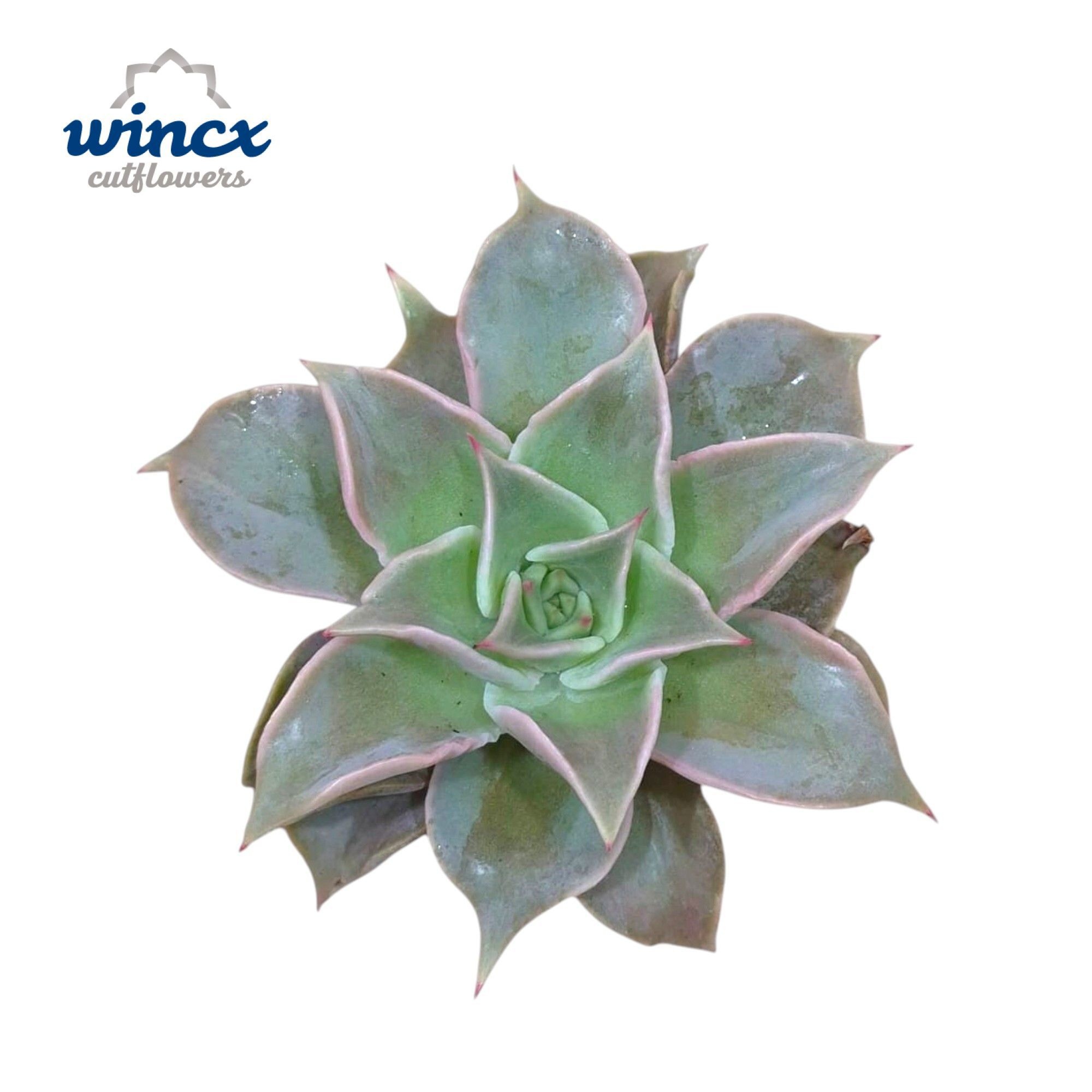 Echeveria Madiba Cutflower