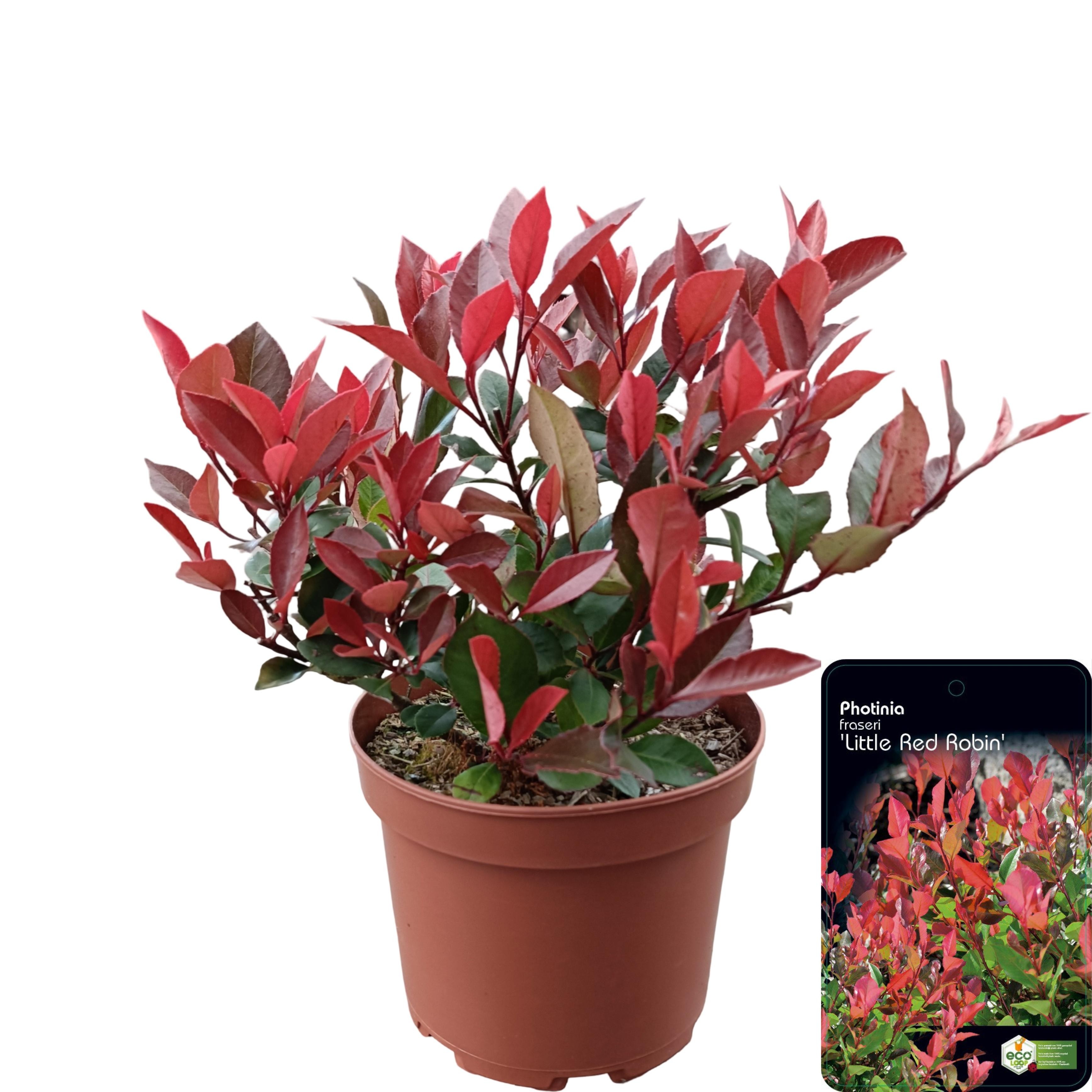 Picture of Photinia fraseri 'Little Red Robin' C2