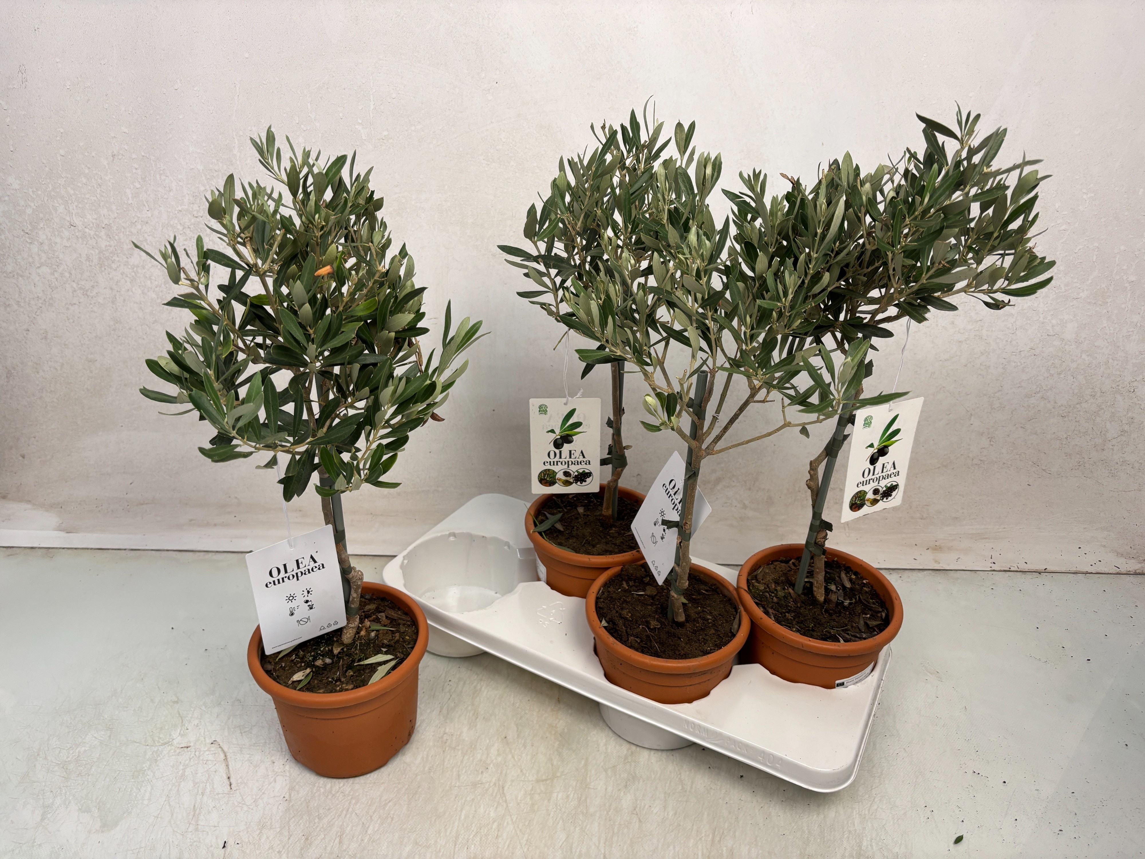 Olea Europaea 17Ø 55cm