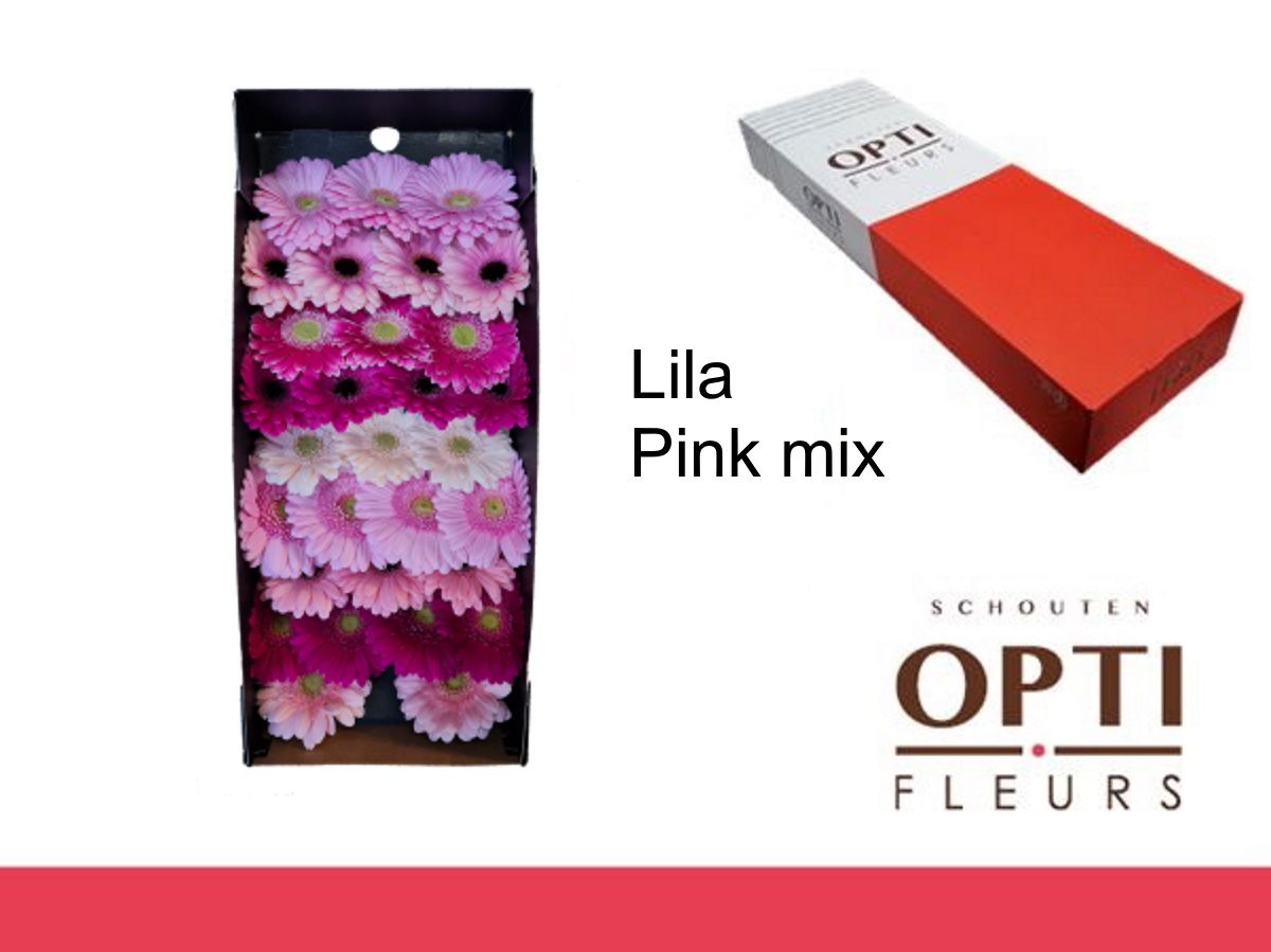 Gerbera Mini Mix Lila / Pink 45cm 7Ø