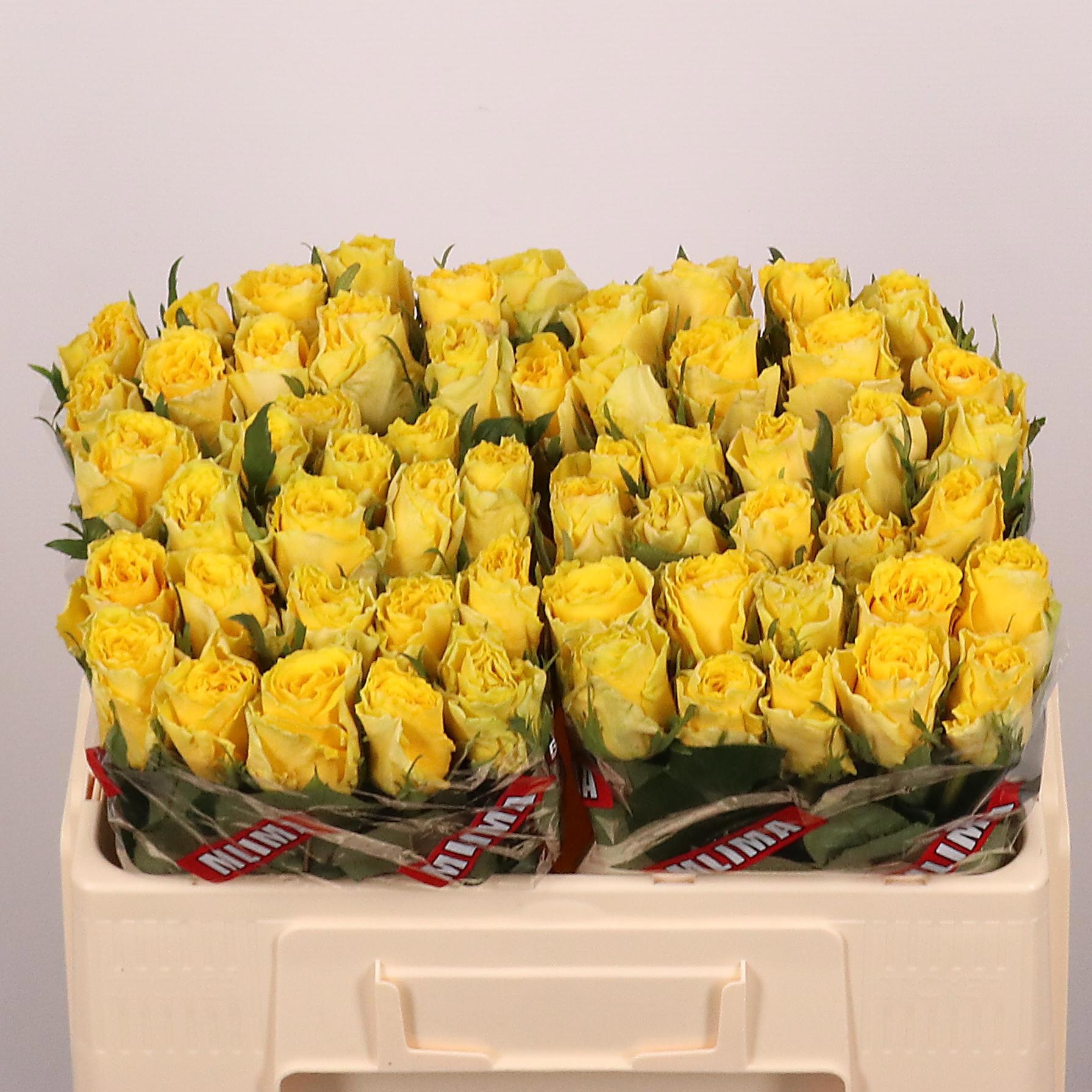 Rosa Good Times 50cm