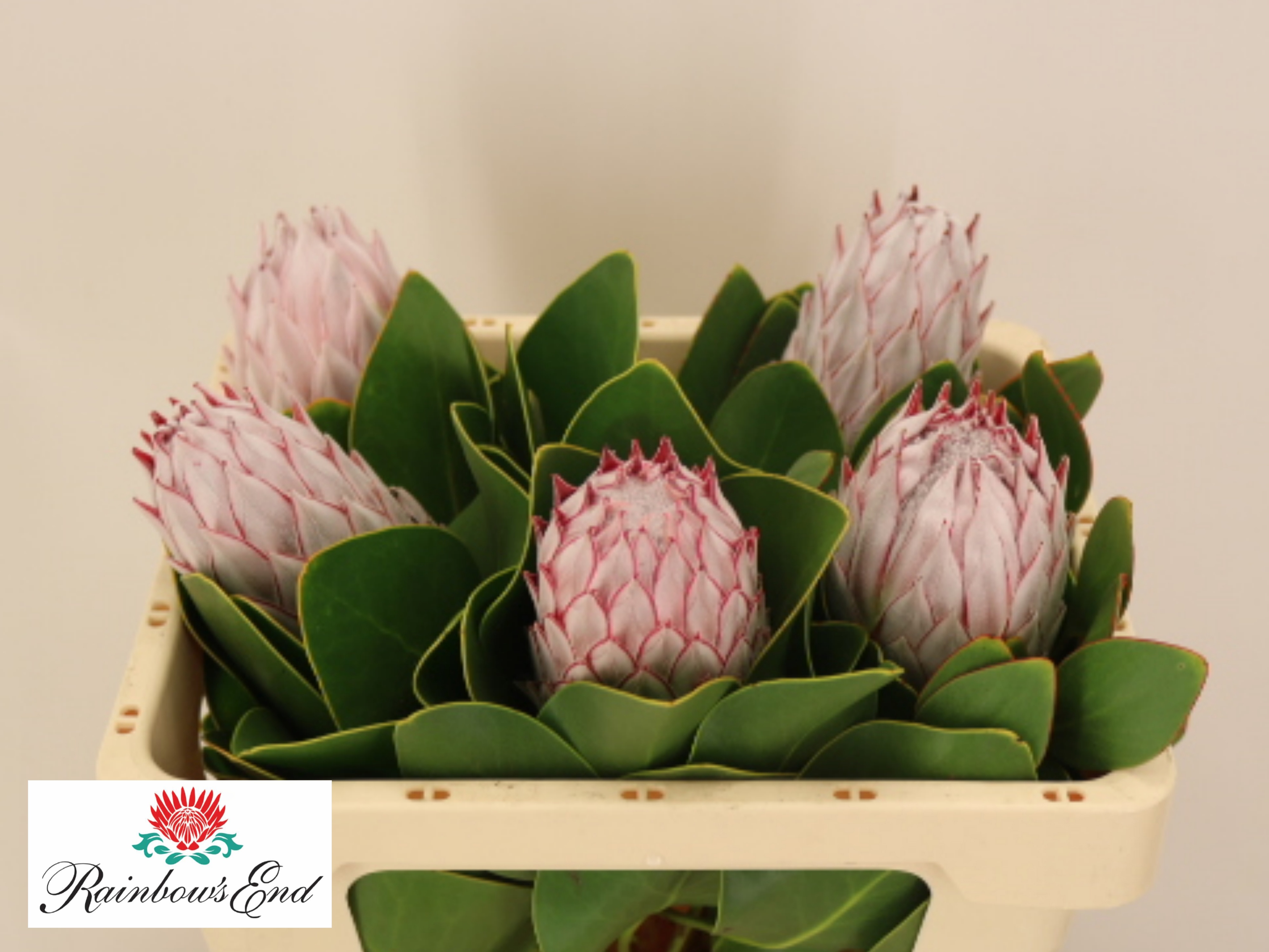 Protea Cynaroides 50cm