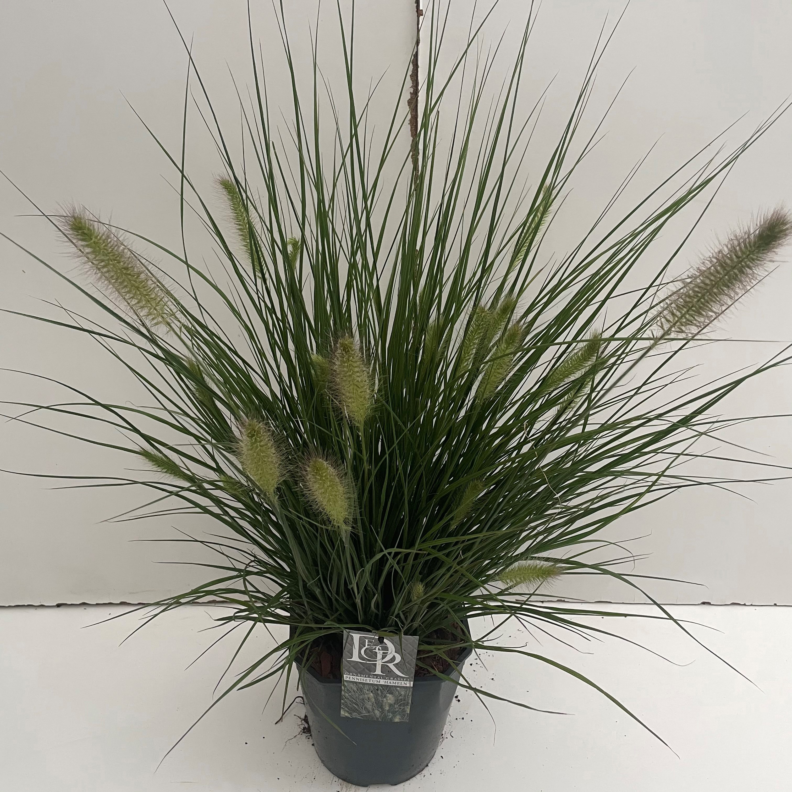 Pennisetum alopecuroides 'Hameln'