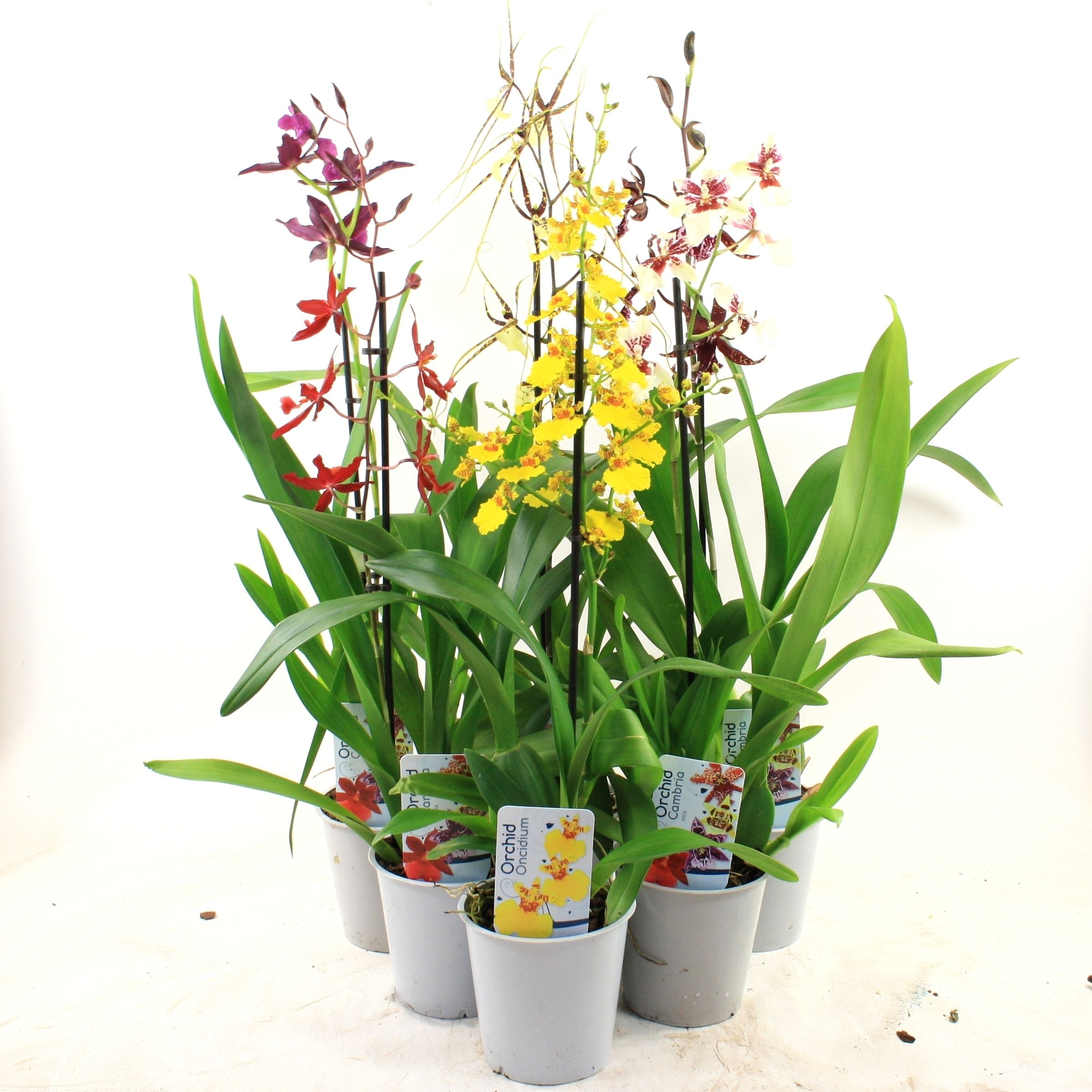Orchideeen Gemengd