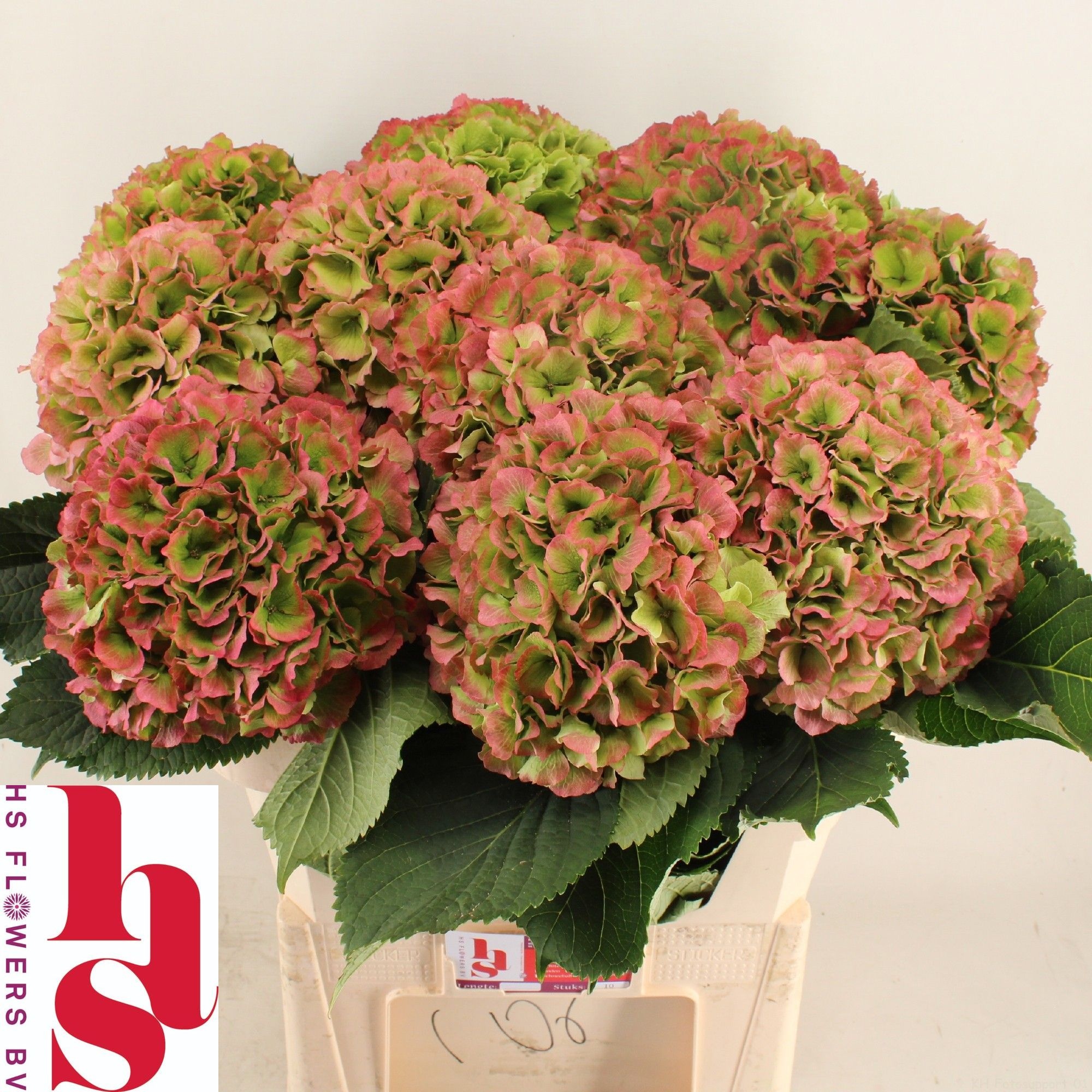 Hydrangea Verena Classic Pink 80cm 22Ø