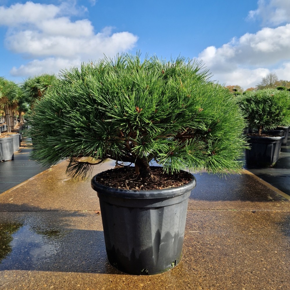 Picture of Pinus nigra Brepo C35 10/STD (LOOSE)