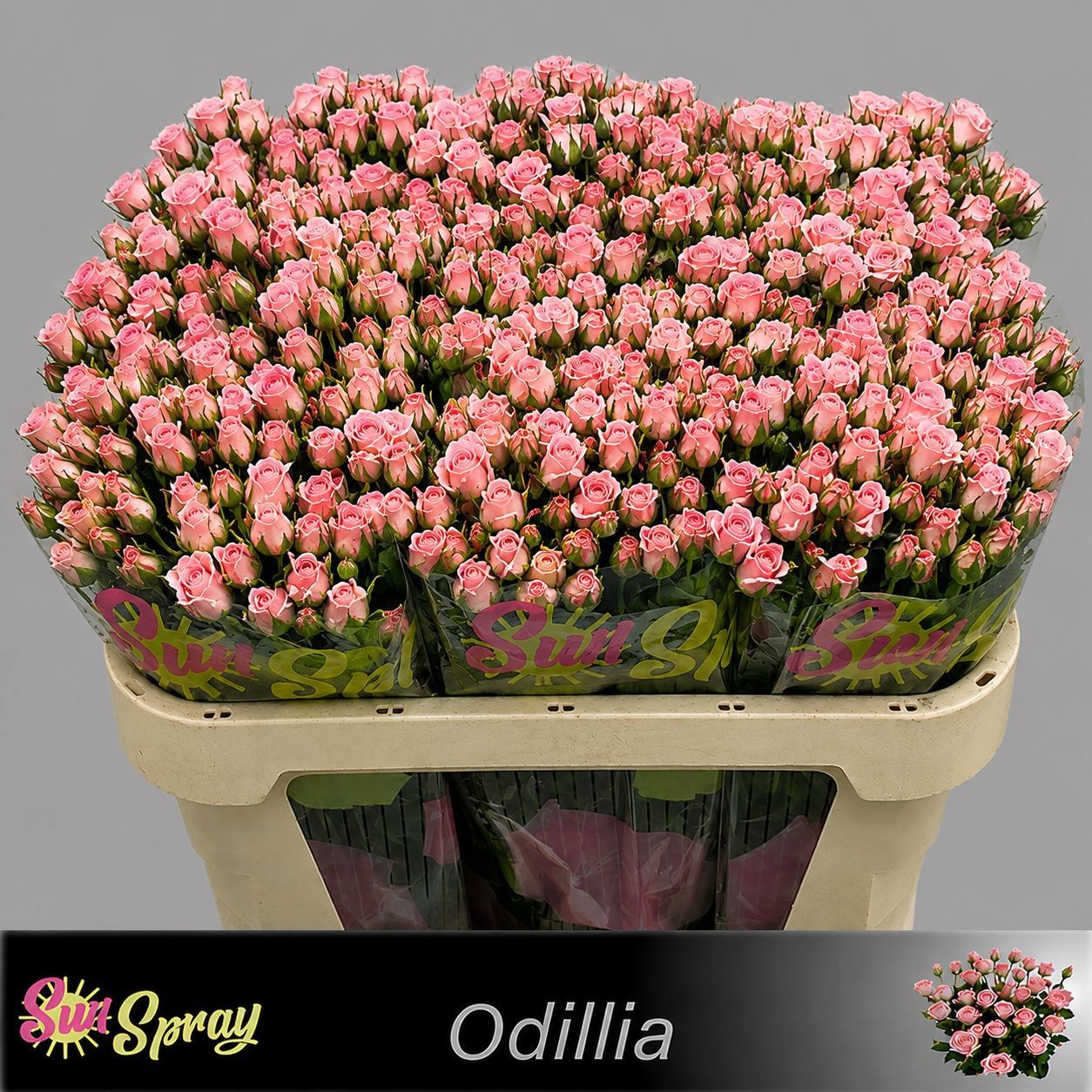 Rosa Spr Odilia 70cm
