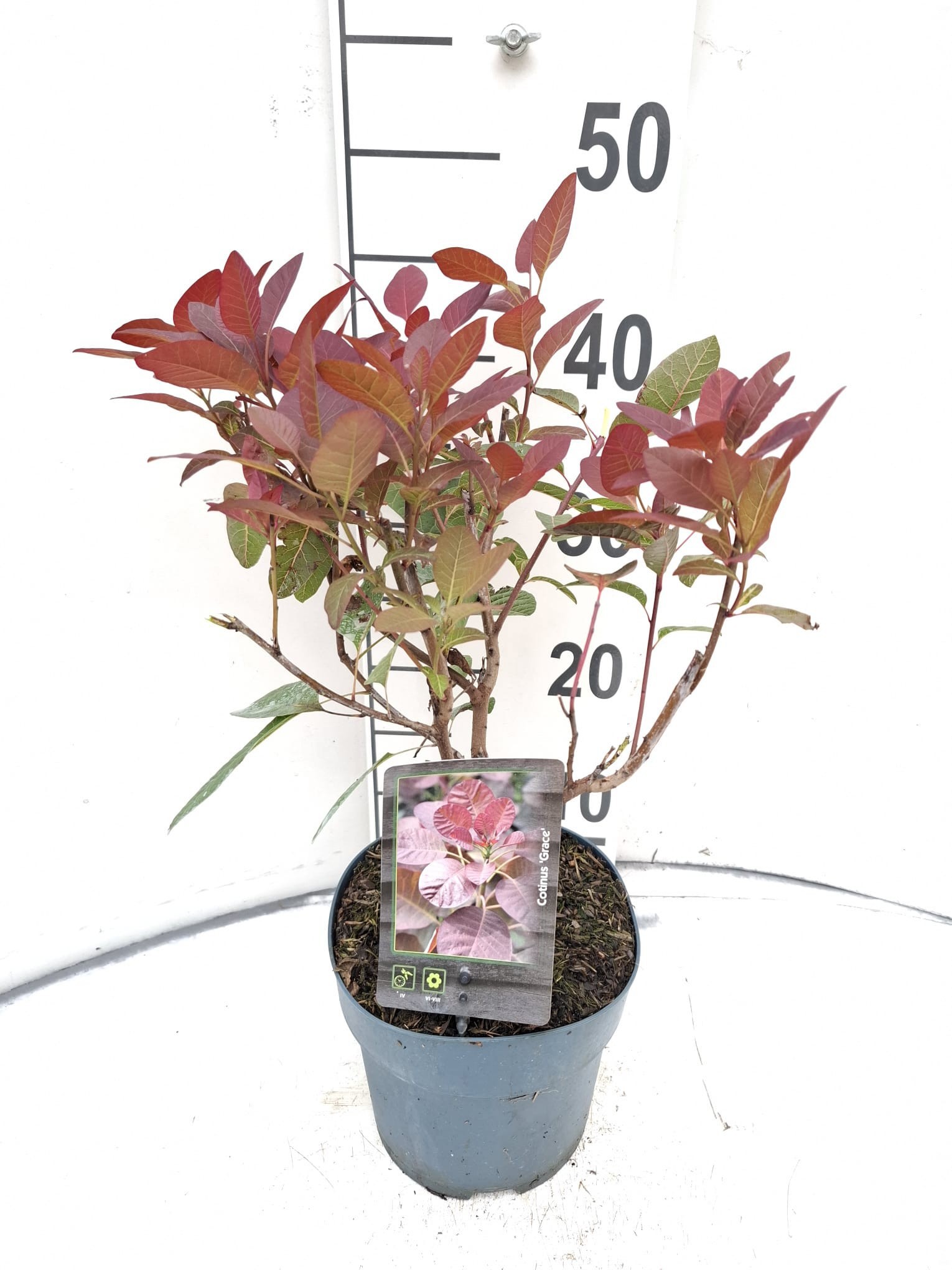 Cotinus 'Grace'