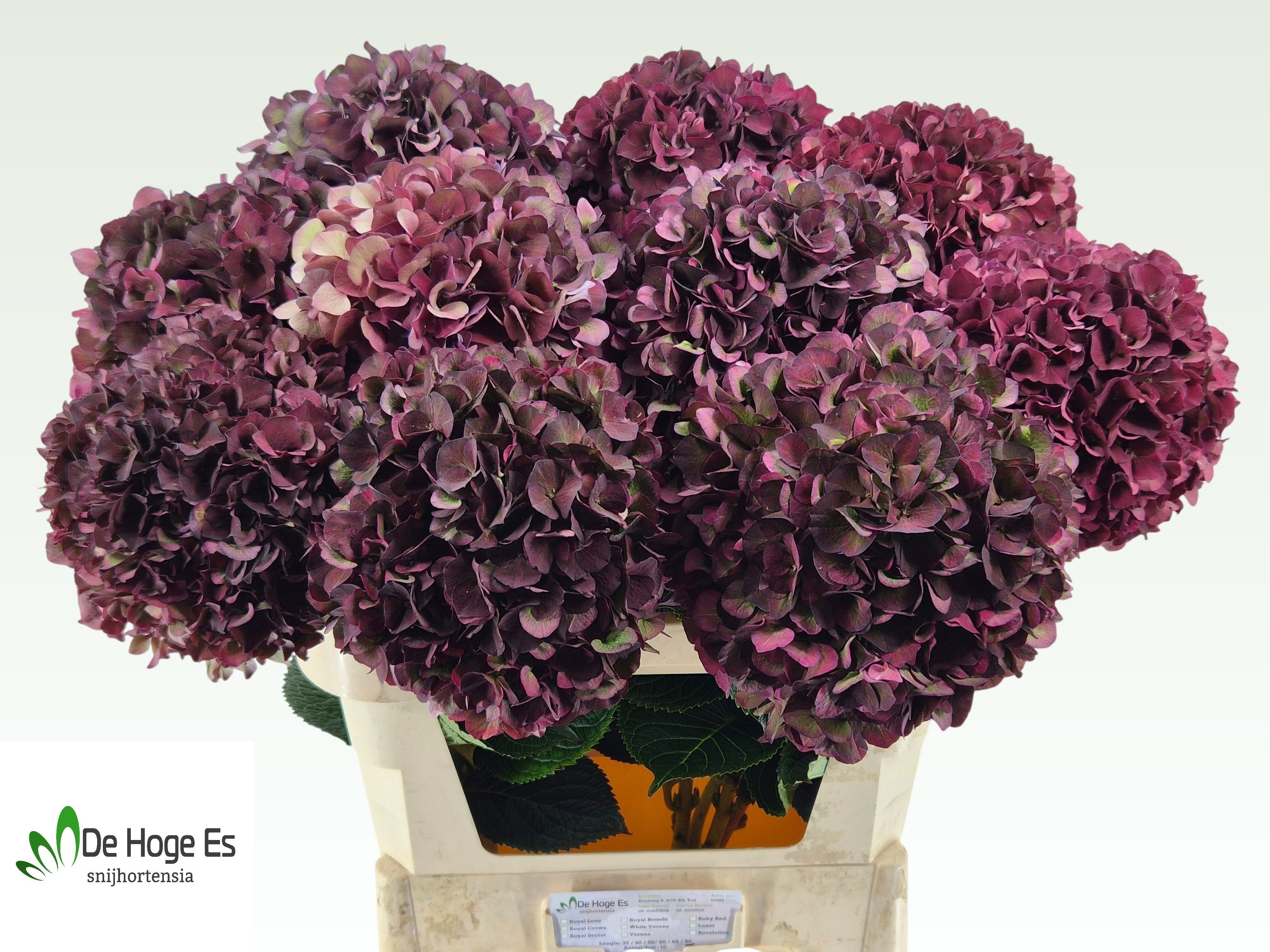 Hydrangea Ruby Choco 80cm 23Ø